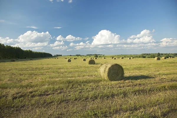 Paesaggio con un campo e pagliai — Foto Stock