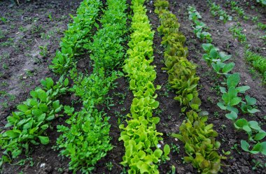 Yeşil marul fide büyüme sebze Garden