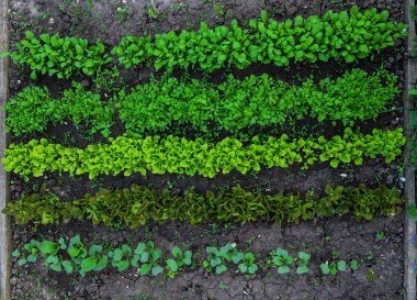 Yeşil marul fide büyüme sebze Garden