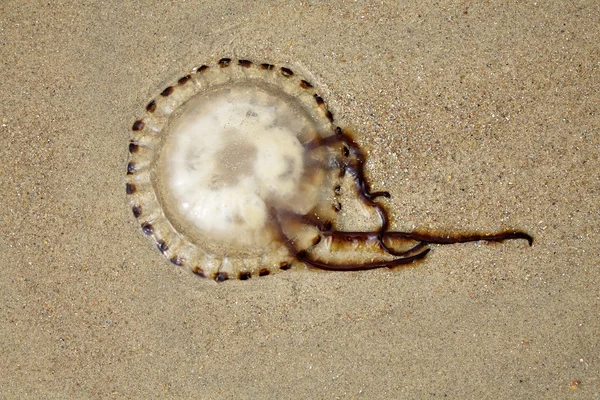 Meduze pe plajă — Fotografie, imagine de stoc