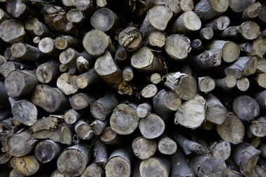 Kesilen ağaçlar kazıklı