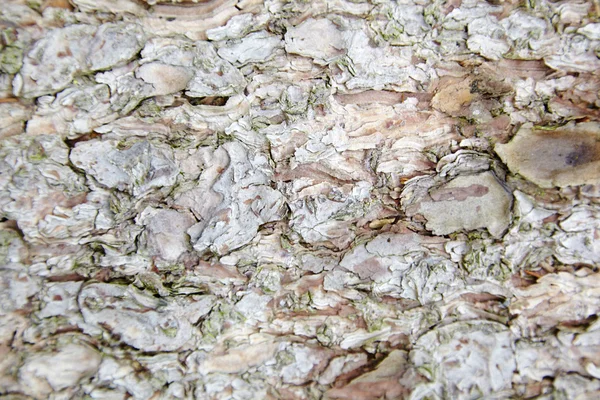 Bark on a tree — Stock Photo, Image