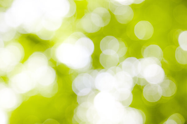 Пушистые листья
