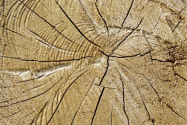 Ağaç gövdesi ile yıllık halkaları — Stok fotoğraf