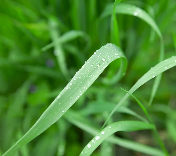 Lush Green Grass Rain Drops Dew Drops Spring Background Nature — Stock Photo, Image