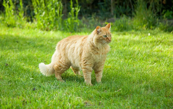 花园里的姜猫 在嫩绿色的草丛中可爱的宠物 — 图库照片