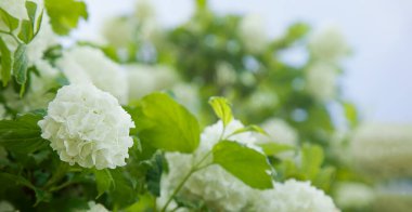 Viburam çiçekleri. Beyaz kar topu. Doğal arkaplan.