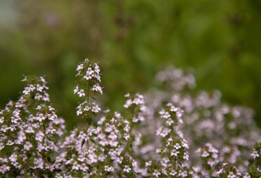 Doğada kekik yetiştirmek. Arka plan bulanık. Kekik sauvage. Thymus serpyllum