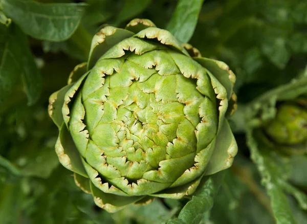 Bahçede Taze Enginar Üst Manzara Bahçecilik Enginarları Yeşil Enginarın Yakın — Stok fotoğraf