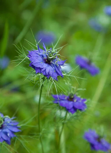 Блакитна Квітка Нігели Зеленому Розмитому Фоні Любов Помилковий Розлючена Леді — стокове фото