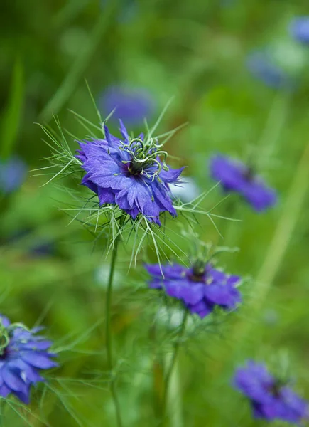 Flor Nigella Azul Sobre Fondo Borroso Verde Amor Una Niebla — Foto de Stock