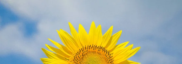 Shiny Sunflower Blue Bright Vibrance Sky Background Sunny Day Summer — Stock Photo, Image