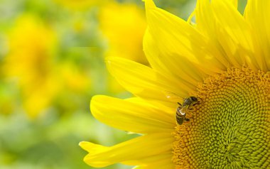 Bal arısı çiçek açan ayçiçeği. Çiçekli organik alan. Ekoloji kavramı.