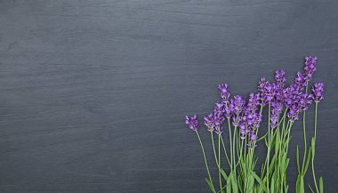 Bir sürü taze lavanta. Mor çiçekler. Tebrik kartı arkaplanı.