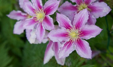 Yumuşak pembe klematis çiçekleri.