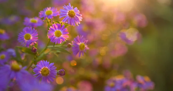 Flores Púrpuras Florecientes Otoño Luz Del Sol Noche Jardinería Casa — Foto de Stock