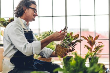 Mutlu bahçıvan kıdemli yaşlı adam bahçedeki küçük ağaçla ilgilenen çiçek sulama ve bahçeyle bahçeye bakıyor. Emeklilik kavramı.