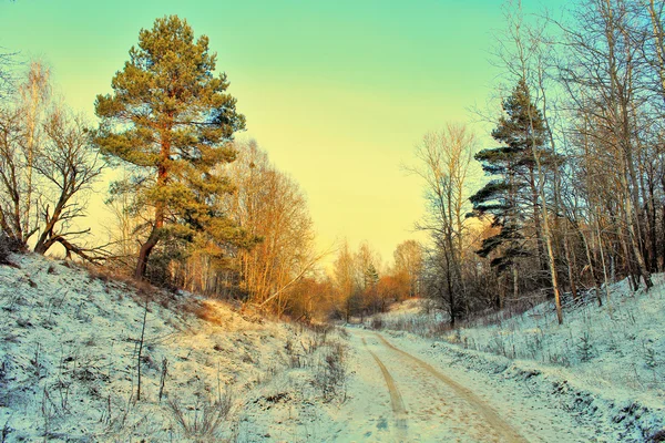 Bellissimo paesaggio di foresta invernale nella neve . — Foto Stock