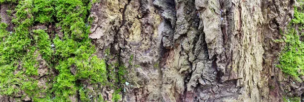 木材の背景。木の樹皮のパノラマ画像 — ストック写真