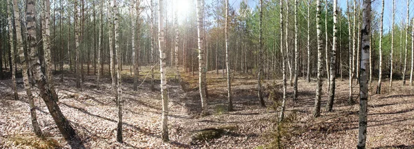 Panoramiczny obraz brzozowy las na wiosnę — Zdjęcie stockowe