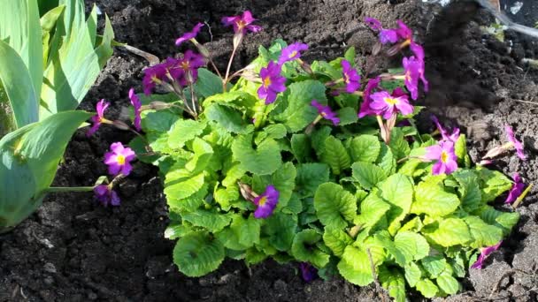 Fresatura primaverile per fiori di primula viola — Video Stock