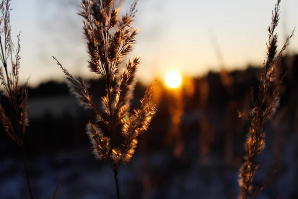 Hermosa puesta de sol en el claro del bosque por la noche — Foto de Stock