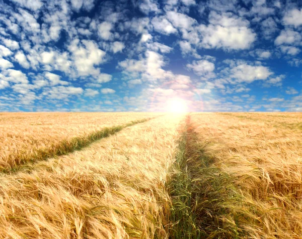 Vete fält på en bakgrund av blå himmel och sol — Stockfoto