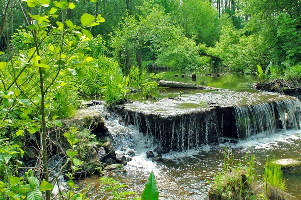 여름에 야생 숲에서 강 폭포. — 스톡 사진