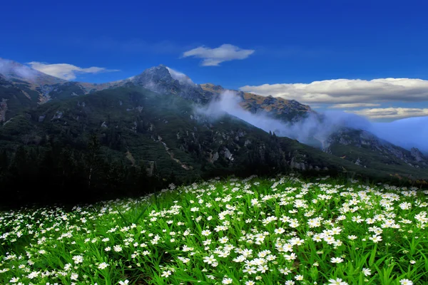 Éclat de fleurs blanches sur fond de montagnes et de ciel bleu — Photo