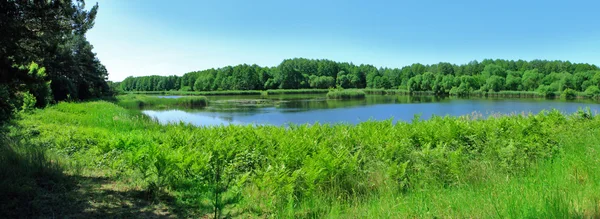 Yaz ormandaki küçük mavi göl. Panoramik görüntü.