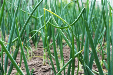 Sebze bahçesinde yeşil soğan 