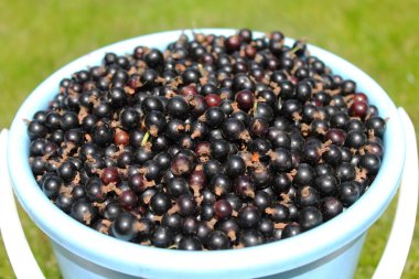 Bir demet yeşil çimenlerin üzerinde siyah kuş üzümü