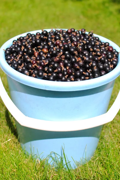 Bir demet yeşil çimenlerin üzerinde siyah kuş üzümü