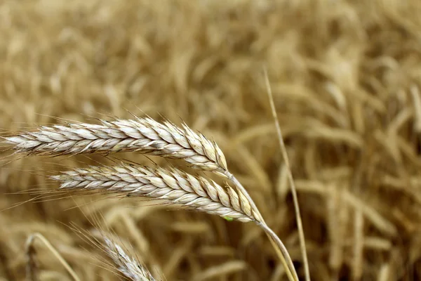 Campo de trigo en el verano — Foto de Stock