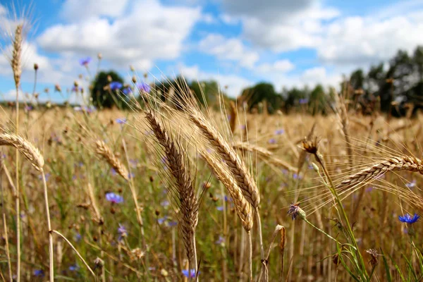 El campo de trigo en verano contra el cielo azul — Foto de Stock