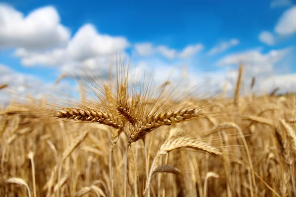 Vete fält i sommar mot en blå himmel — Stockfoto