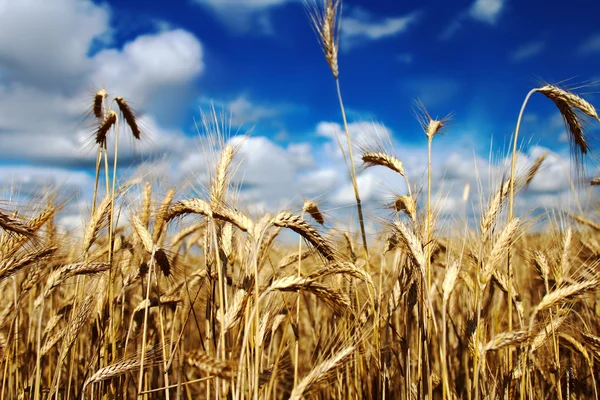 El campo de trigo en verano contra el cielo azul — Foto de Stock