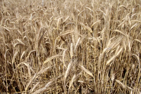 Wheat field in the summer Stock Image