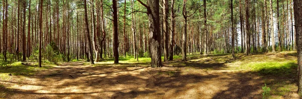 Yaz aylarında bir çam ormanı'nın panoramik görüntü