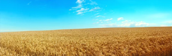 Panoramisch beeld van een tarweveld op een achtergrond van blauwe hemel — Stockfoto