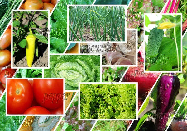 拼贴为主题的蔬菜。健康的食物 — 图库照片