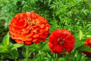 Yeşil çiçek yatakta Bahçe kırmızı çiçekler