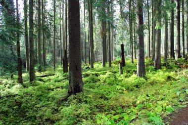 Ladin ormanları sonbaharda. Zakopane. Polonya