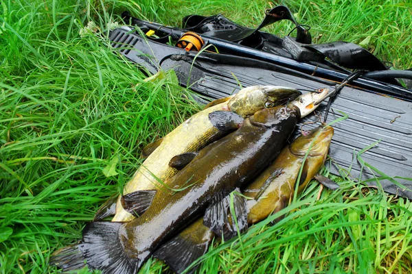 Spearfishing. Equipment for spearfishing and fish on the green grass. — Stock Photo, Image