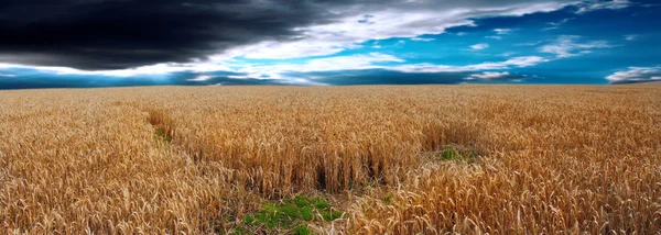 Панорамное изображение пшеничного поля перед бурей — стоковое фото
