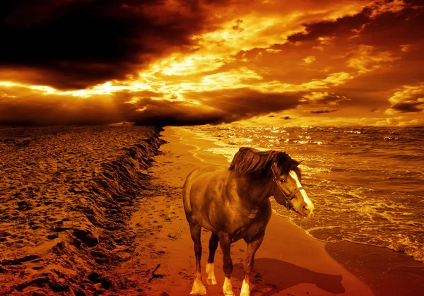 Pferd an der Küste am Abend. schöner Sonnenuntergang — Stockfoto