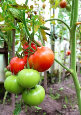 Bahçedeki sebze tarlasında kırmızı ve yeşil domatesler.