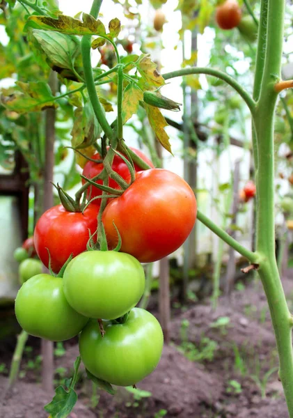 Tomates Vermelhos Verdes Remendo Vegetal Jardim — Fotografia de Stock