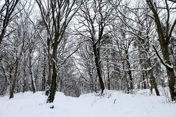 冬の森 背景としての美しい風景 — ストック写真