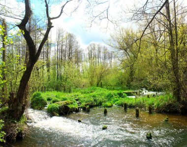 Güzel bahar manzarası. İlkbaharın başlarında orman nehri.